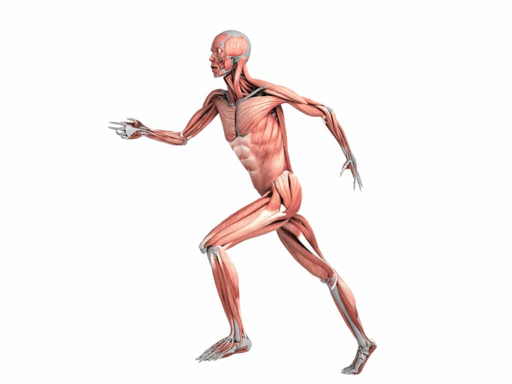 músculos musculatura humana hipertrofia