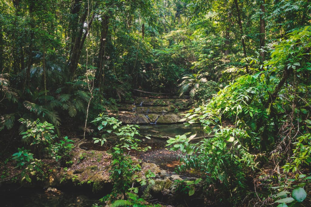 selva