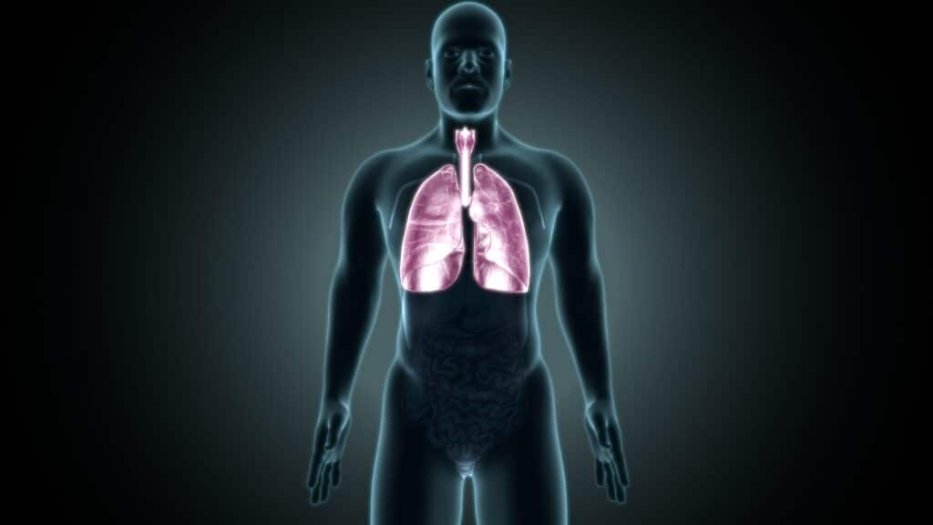 corpo humano pulmões saúde pulmonar
